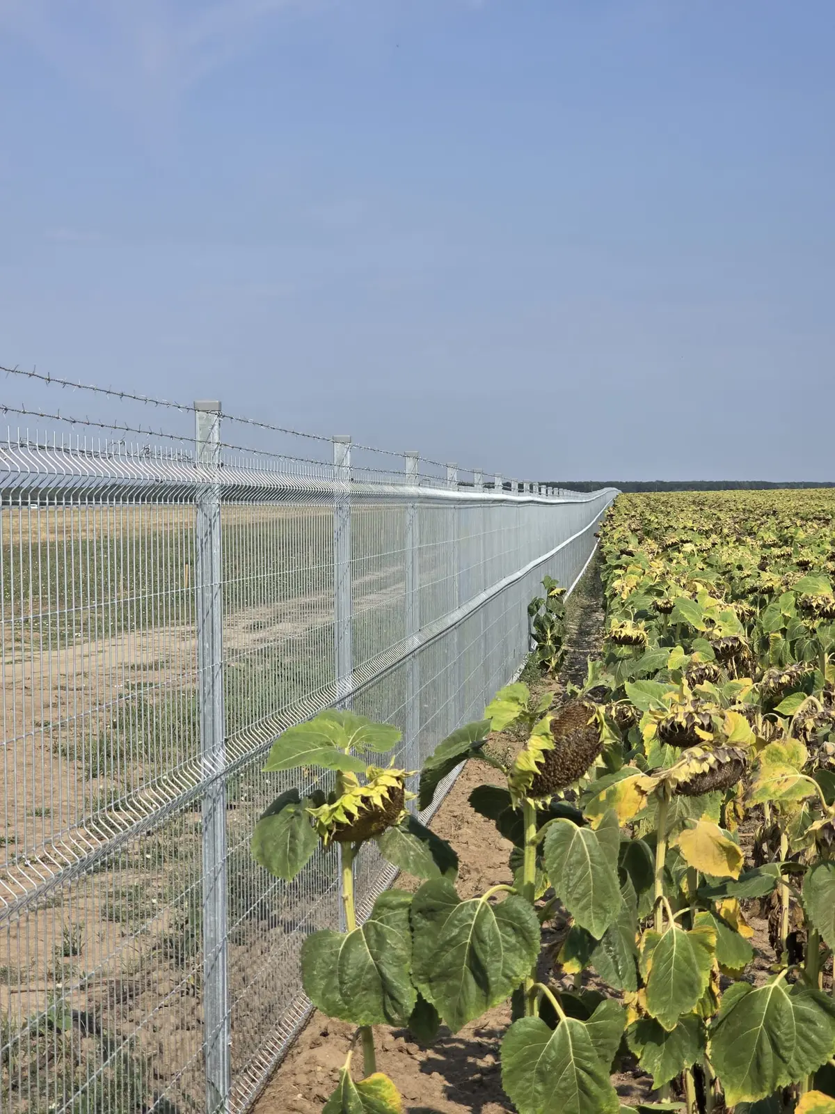 Împrejmuire parc fotovoltaic Răscăeți cu panouri bordurate zincate la cald – câmp de floarea-soarelui
