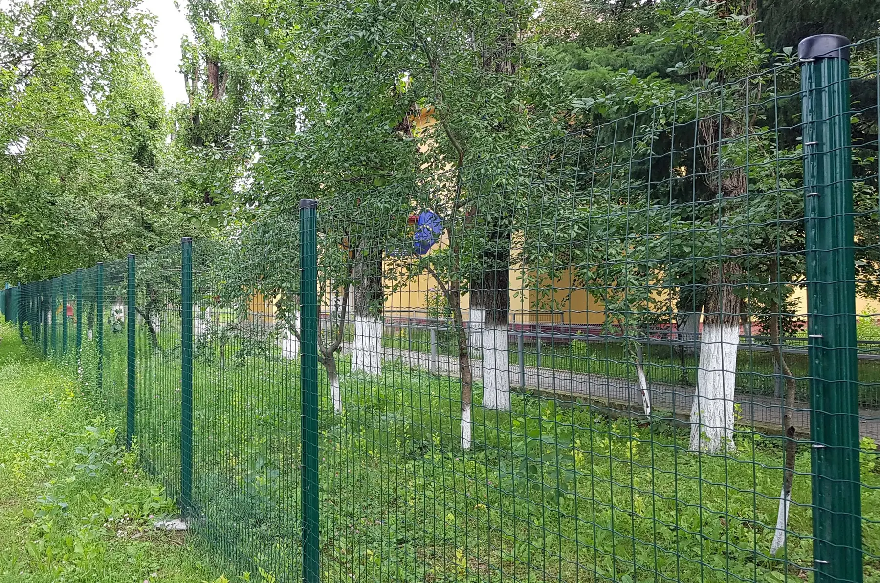 Plasă gard Multiplast zincată și plastifiată, 1.5 m, rolă 25 m – gard verde lângă copaci